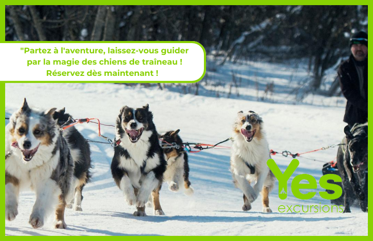 Chiens de traîneaux